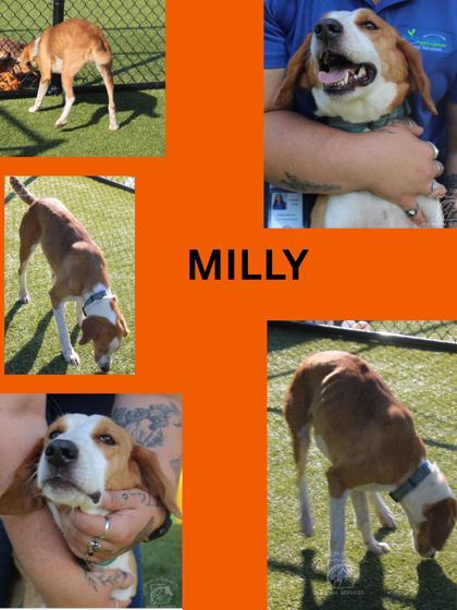MILLY, a Adoptable mixed breed in Kenansville, NC image 3/3
