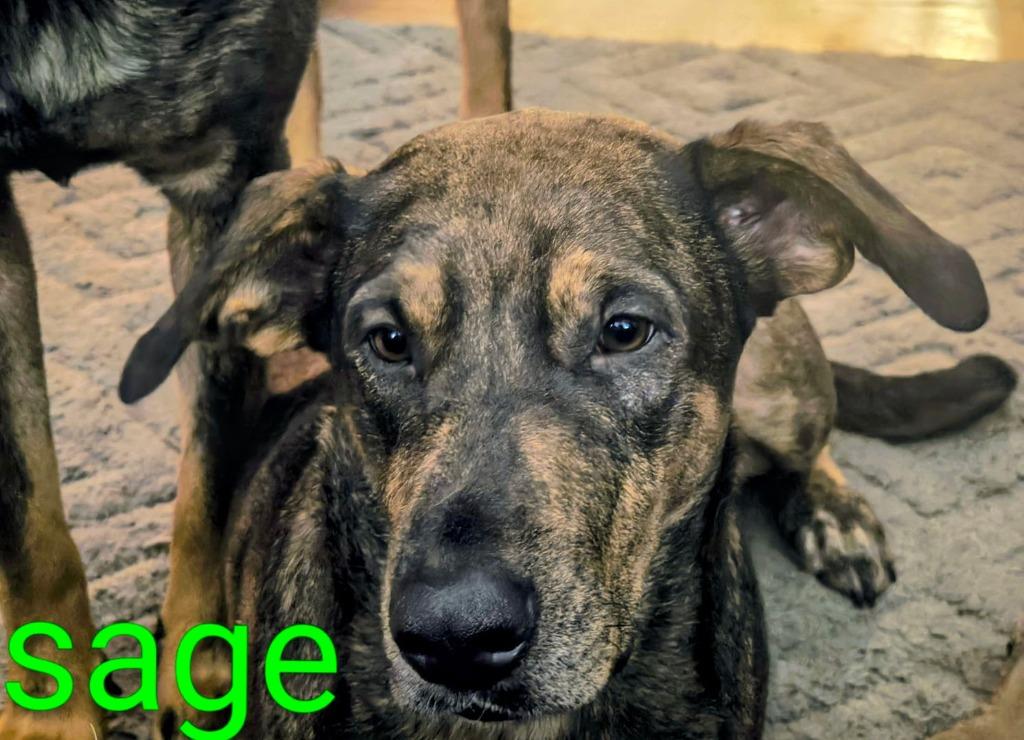 Sagey, Adoptable, Adult Female Doberman Pinscher & German Shepherd Dog.