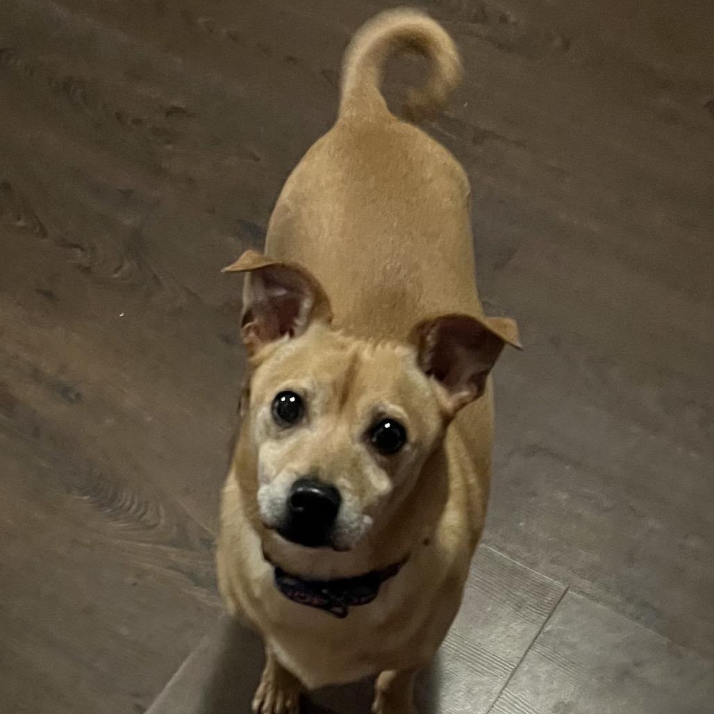 Barkley, Adoptable, Adult Male Chihuahua & Mixed Breed.