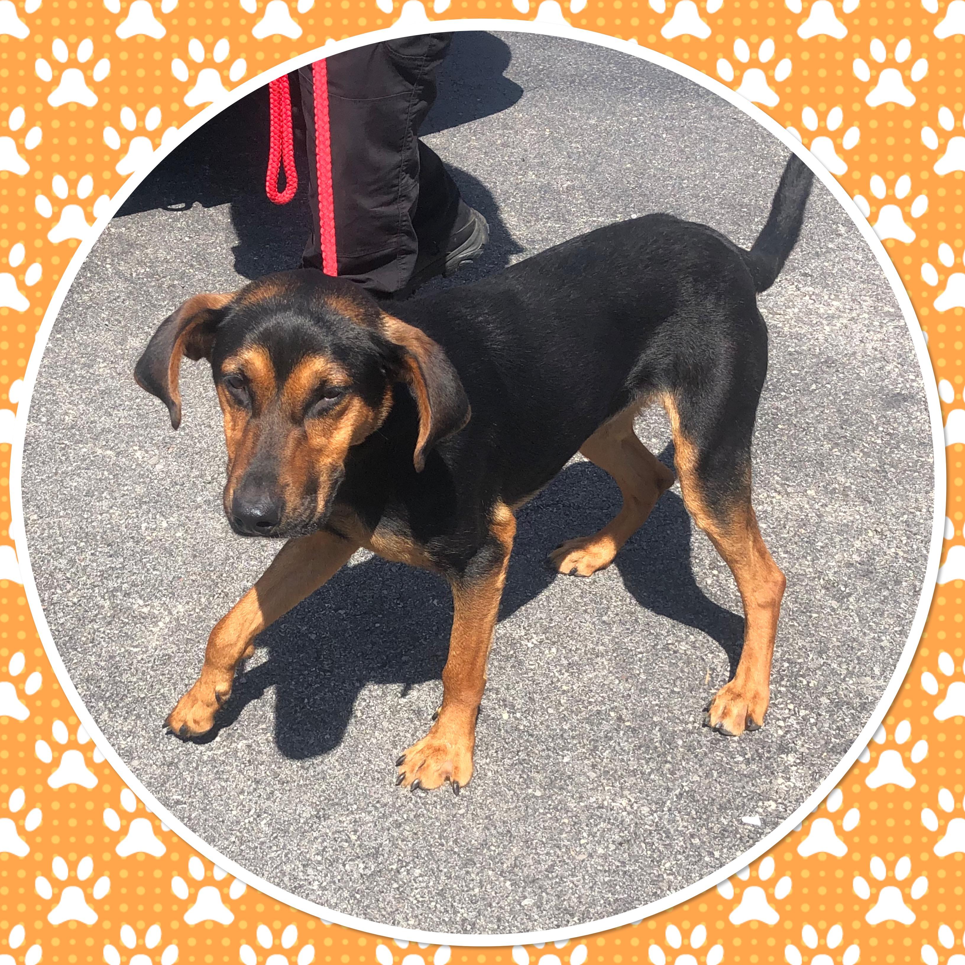 Enlarge DOBBY, a ADOPTABLE Mixed Breed in Buckhannon, WV image 1/1