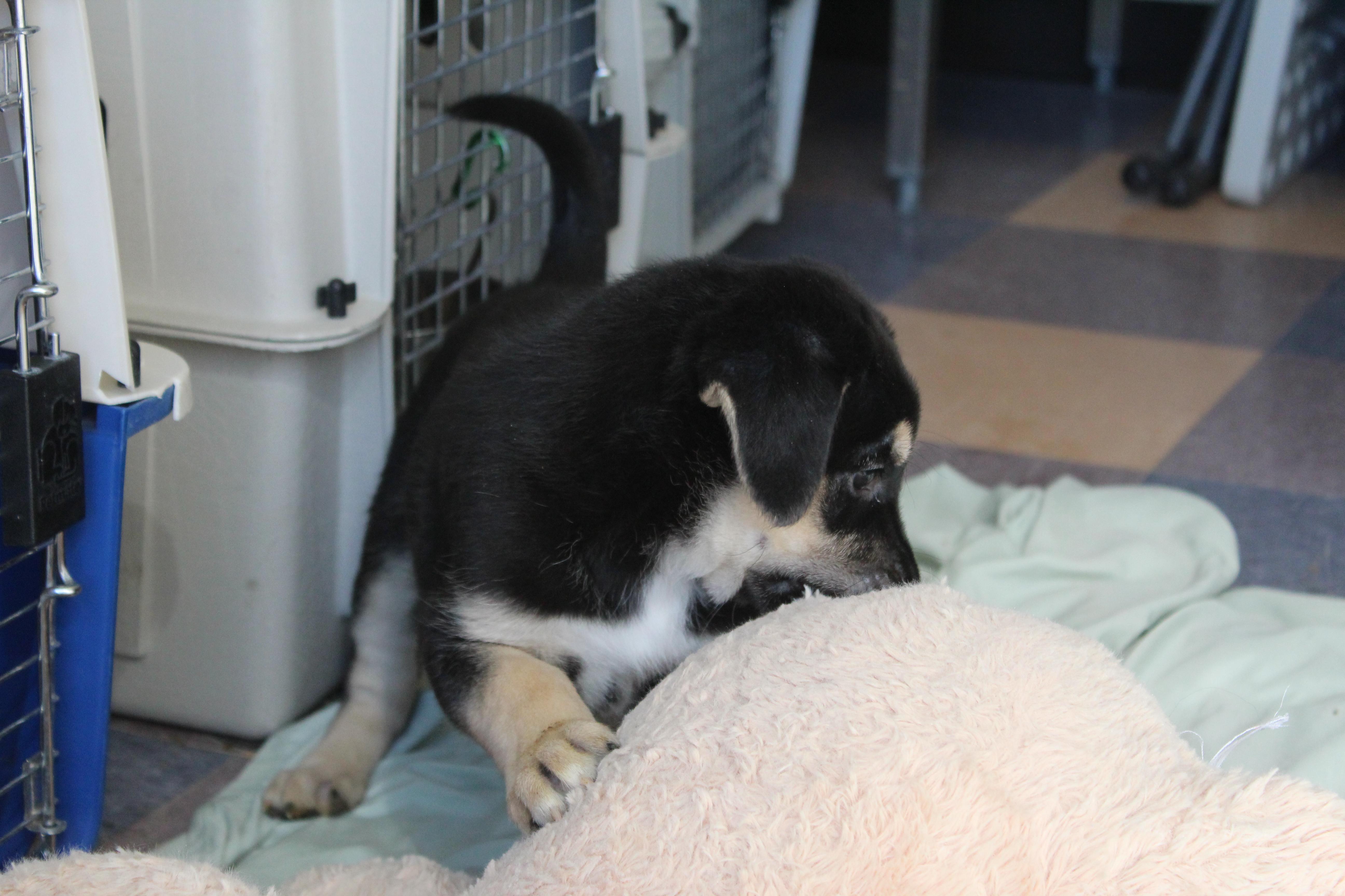 Enlarge Turner, an adopted mixed breed in Yucca Valley, CA image 3/5