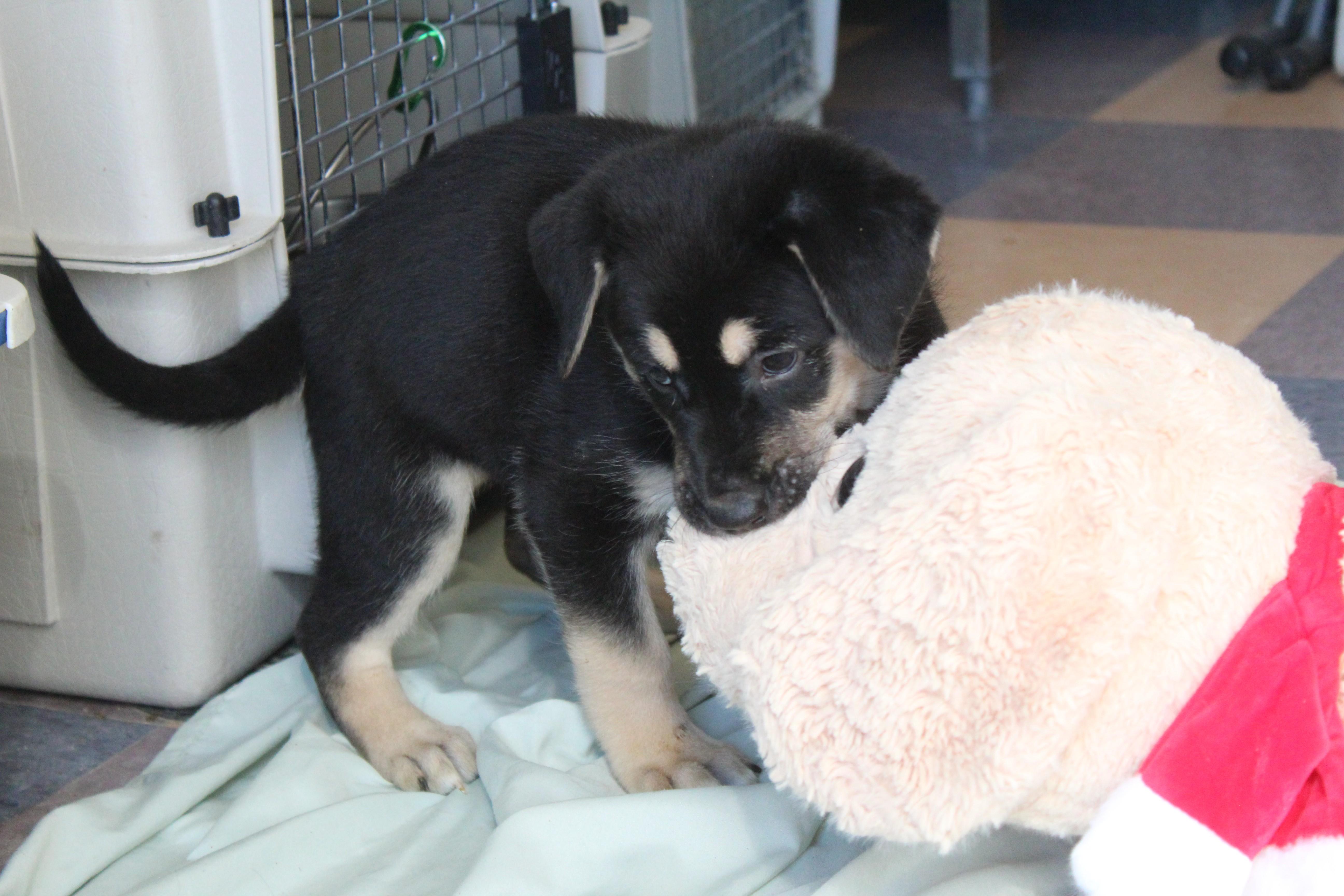 Enlarge Turner, an adopted mixed breed in Yucca Valley, CA image 5/5