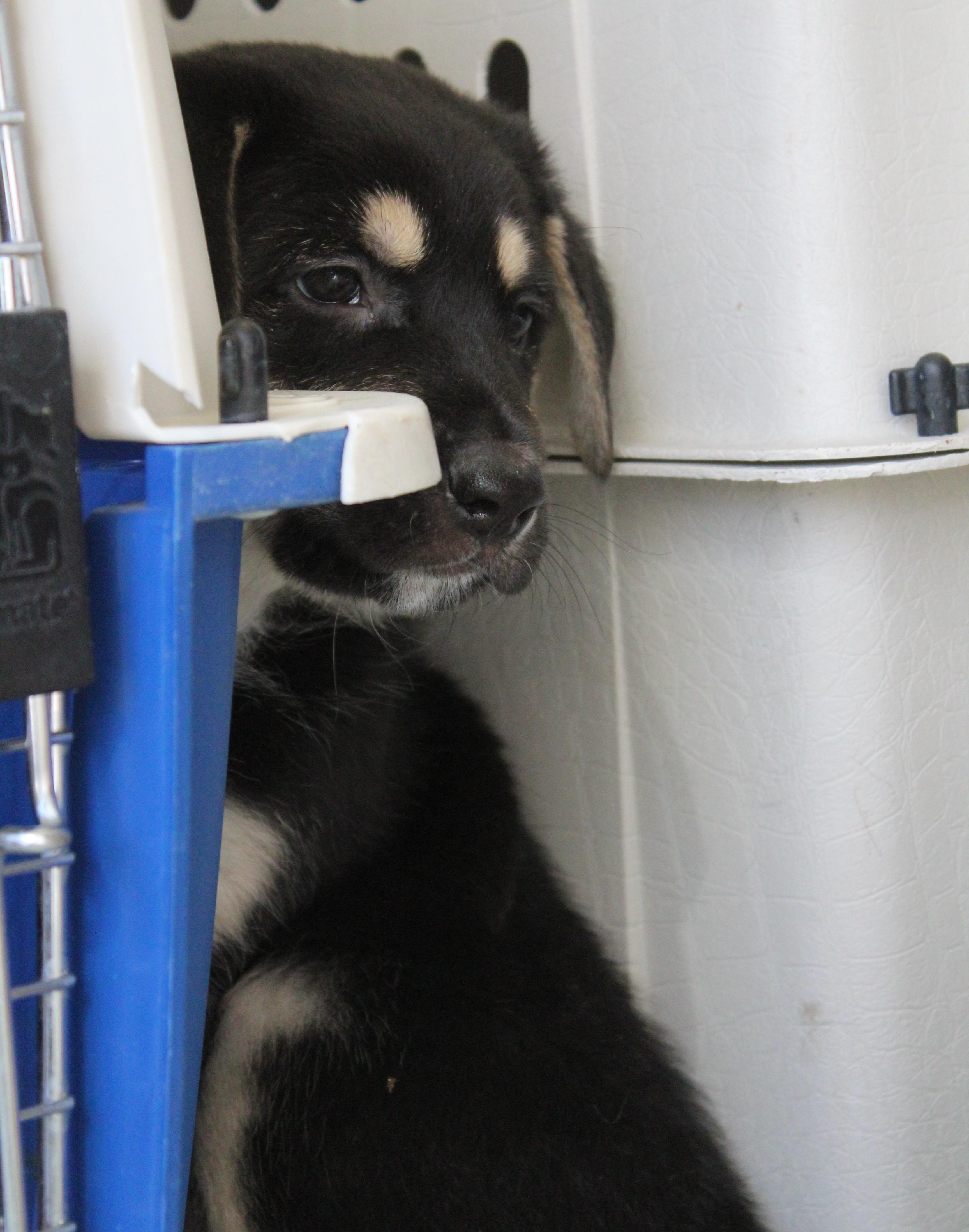 Enlarge Turner, an adopted mixed breed in Yucca Valley, CA image 4/5