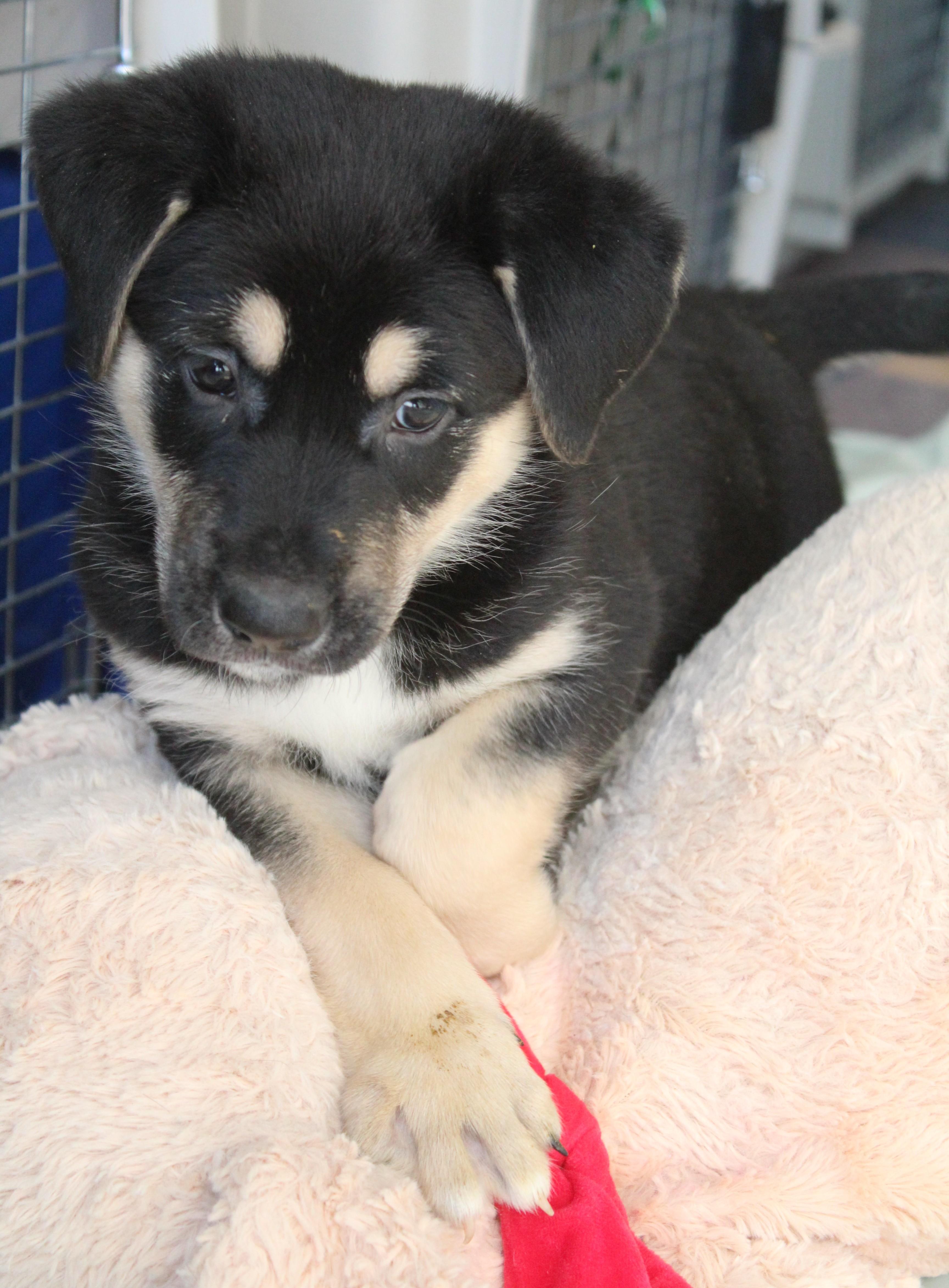 Enlarge Turner, an adopted mixed breed in Yucca Valley, CA image 2/5