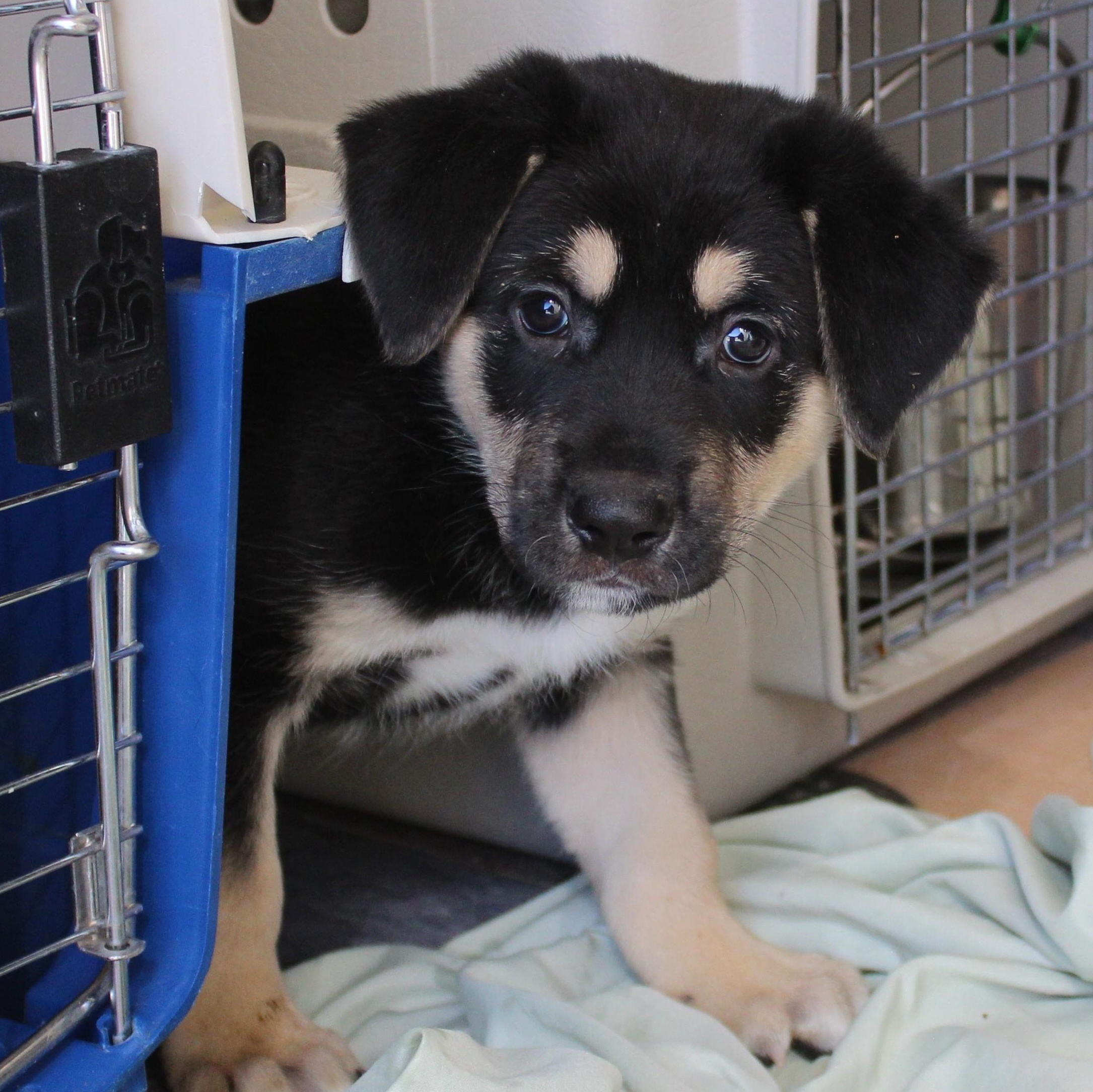 Turner, adopted, Young Male German Shepherd Dog & Australian Shepherd.