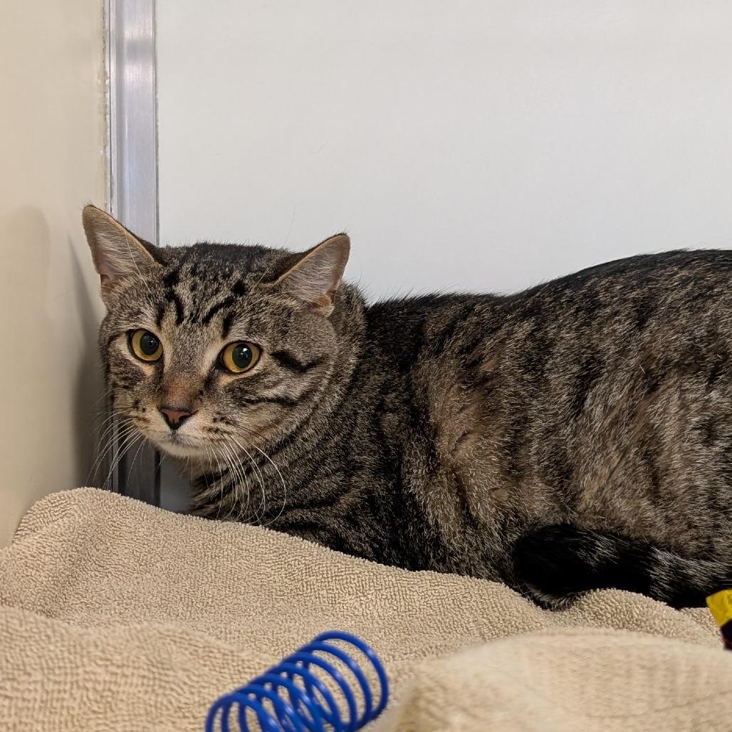 Timon, Adoptable, Young Male Domestic Short Hair.