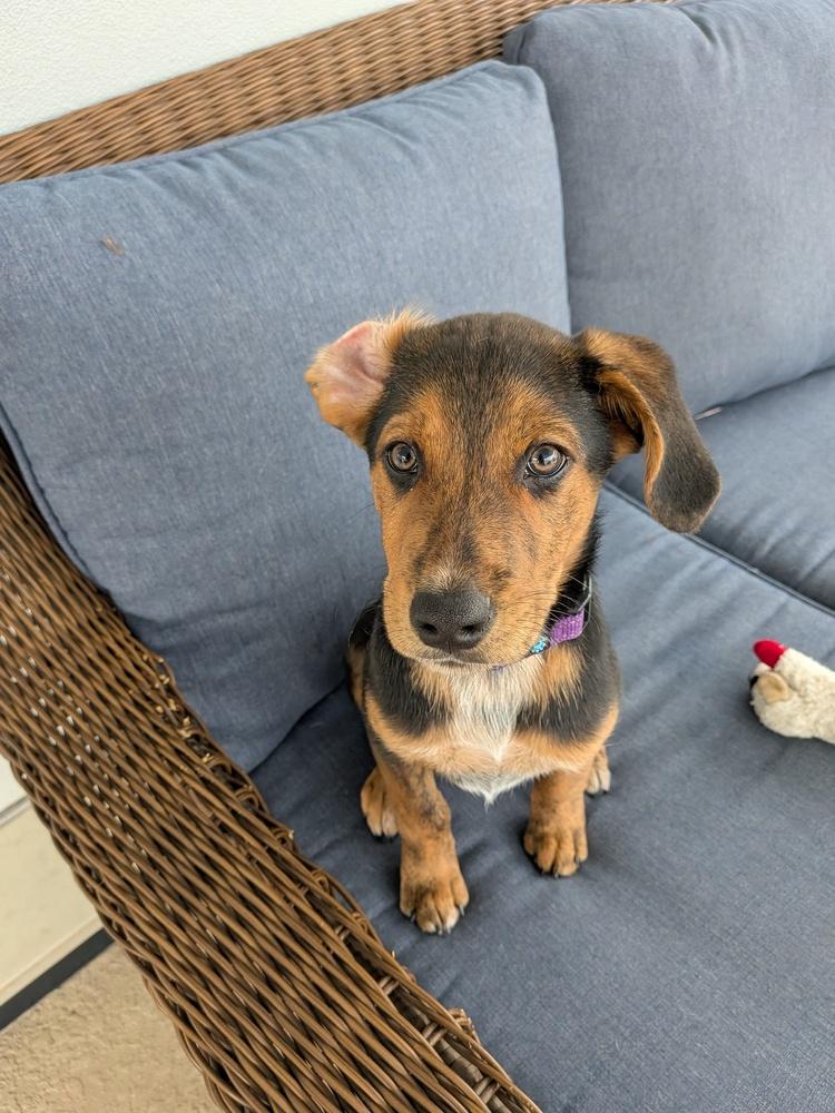 Michael, a Adoptable mixed breed in Seminole, FL image 1/3