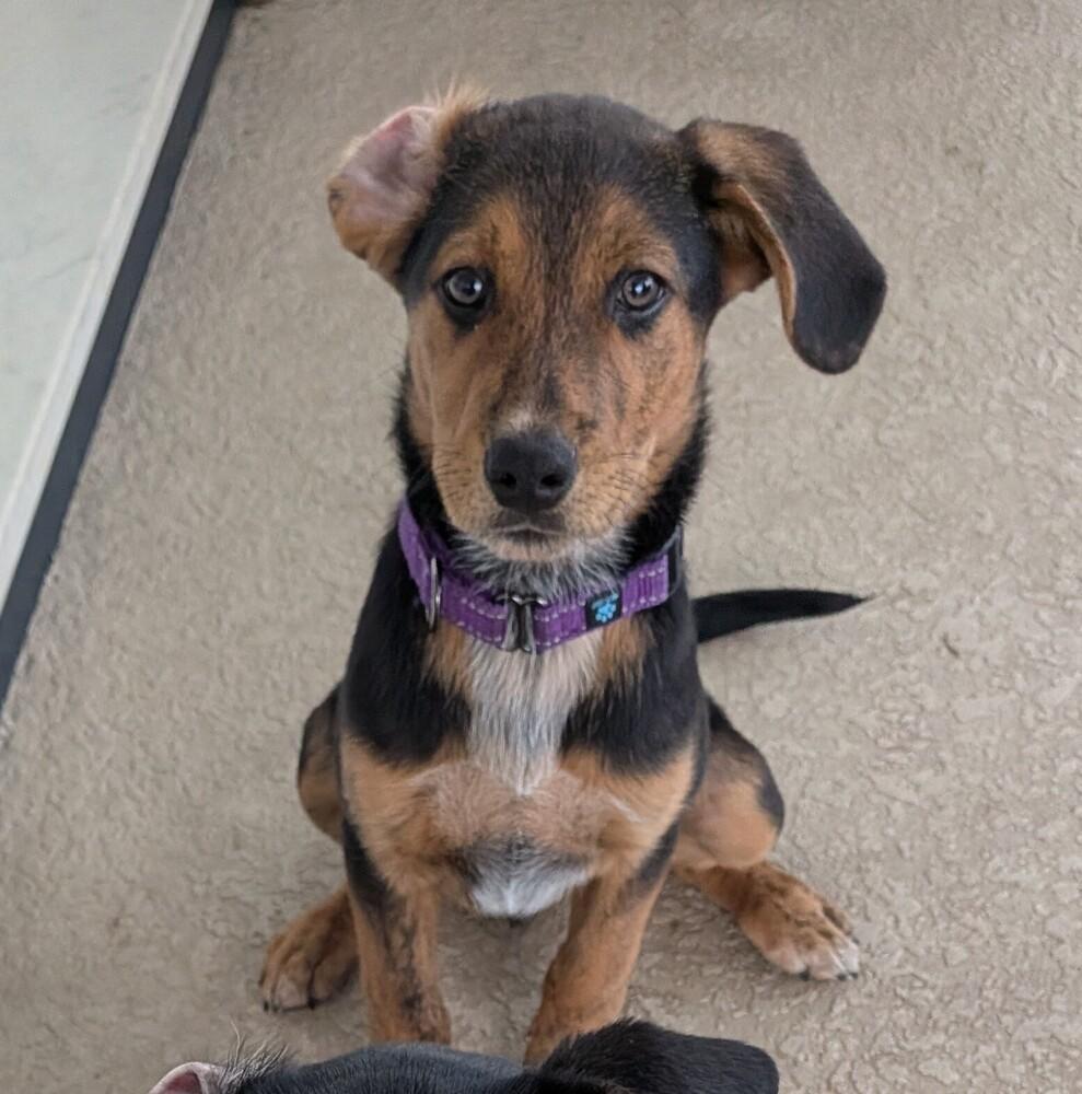 Michael, a Adoptable mixed breed in Seminole, FL image 2/3