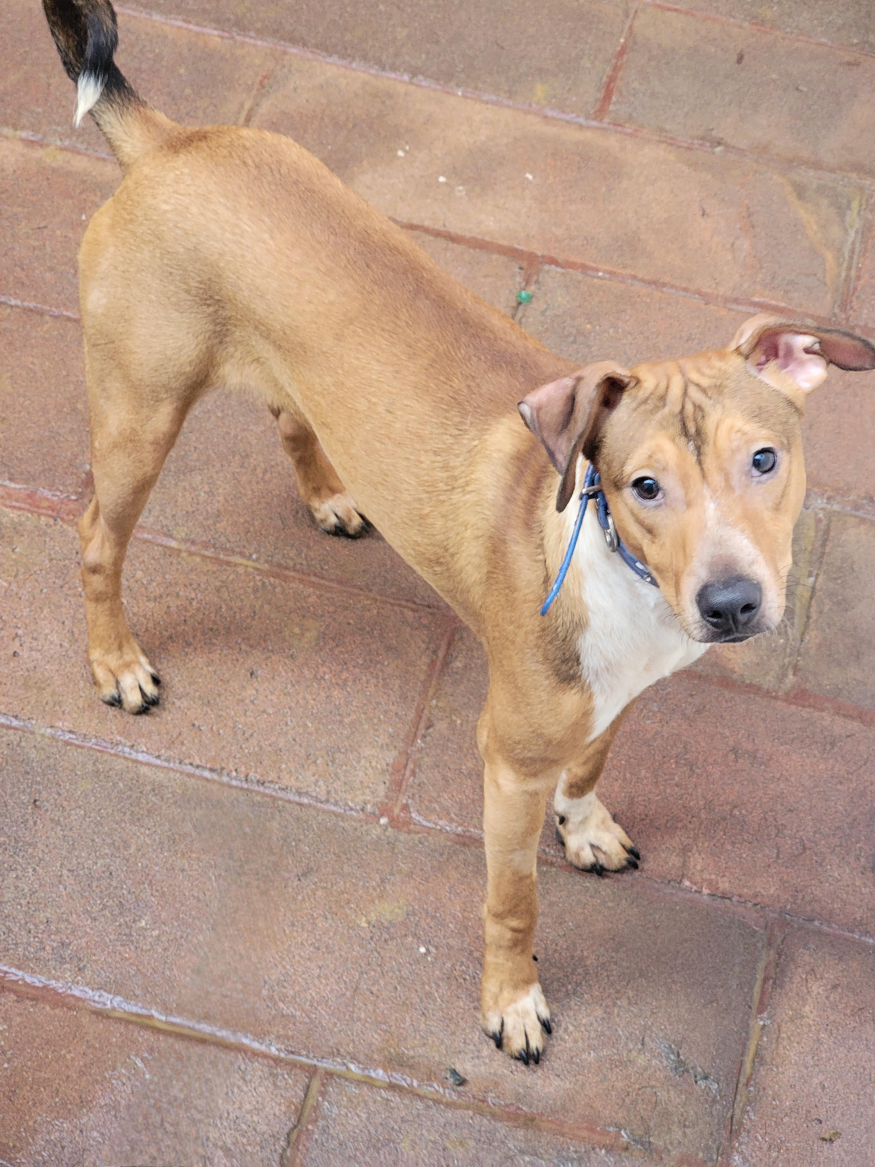 Enlarge Bobby, a Adoptable mixed breed in San Francisco, CA image 1/2