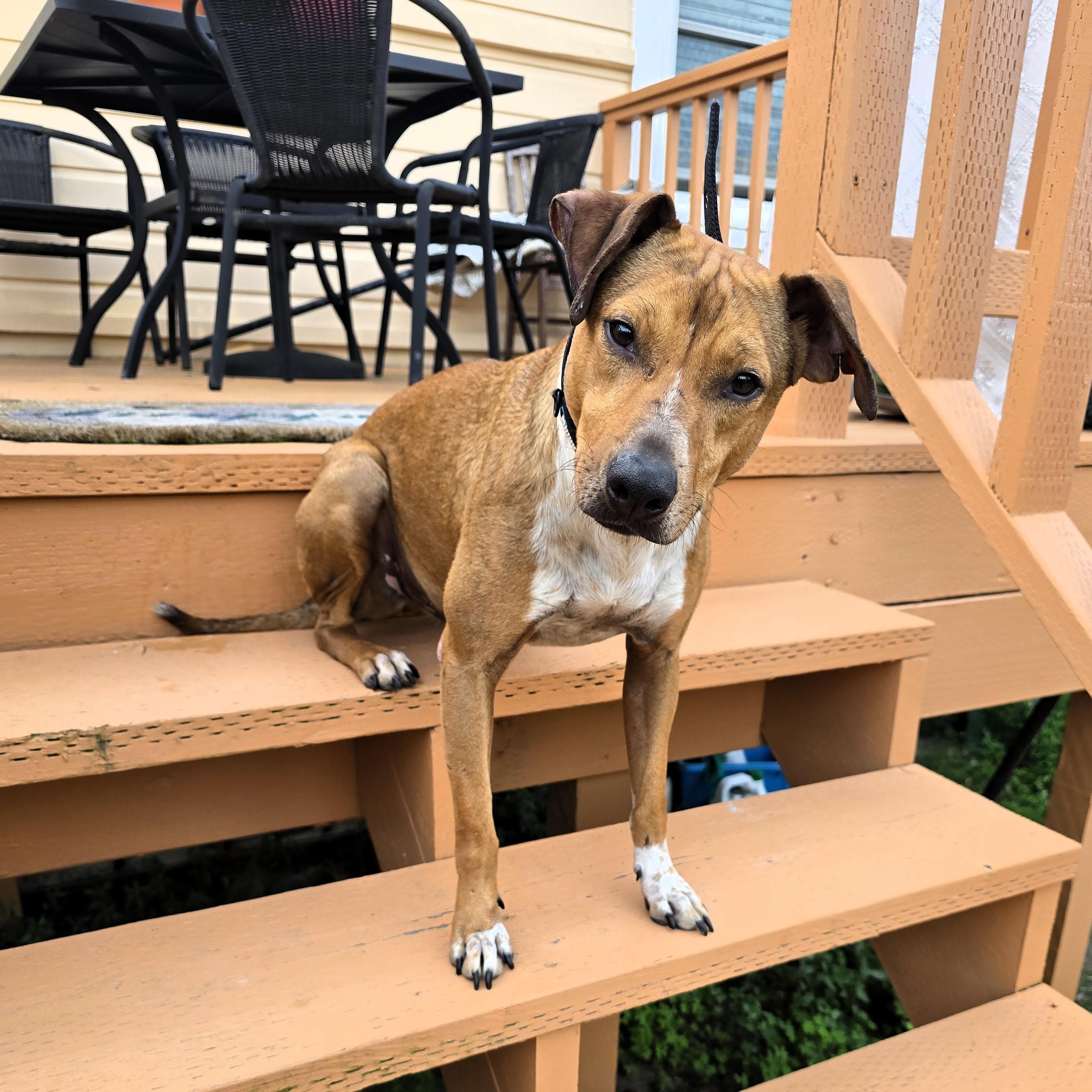 Enlarge Bobby, a Adoptable mixed breed in San Francisco, CA image 3/4