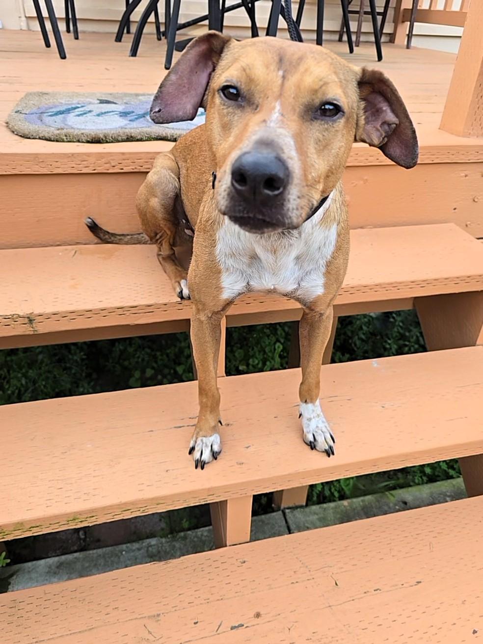 Enlarge Bobby, a Adoptable mixed breed in San Francisco, CA image 4/4