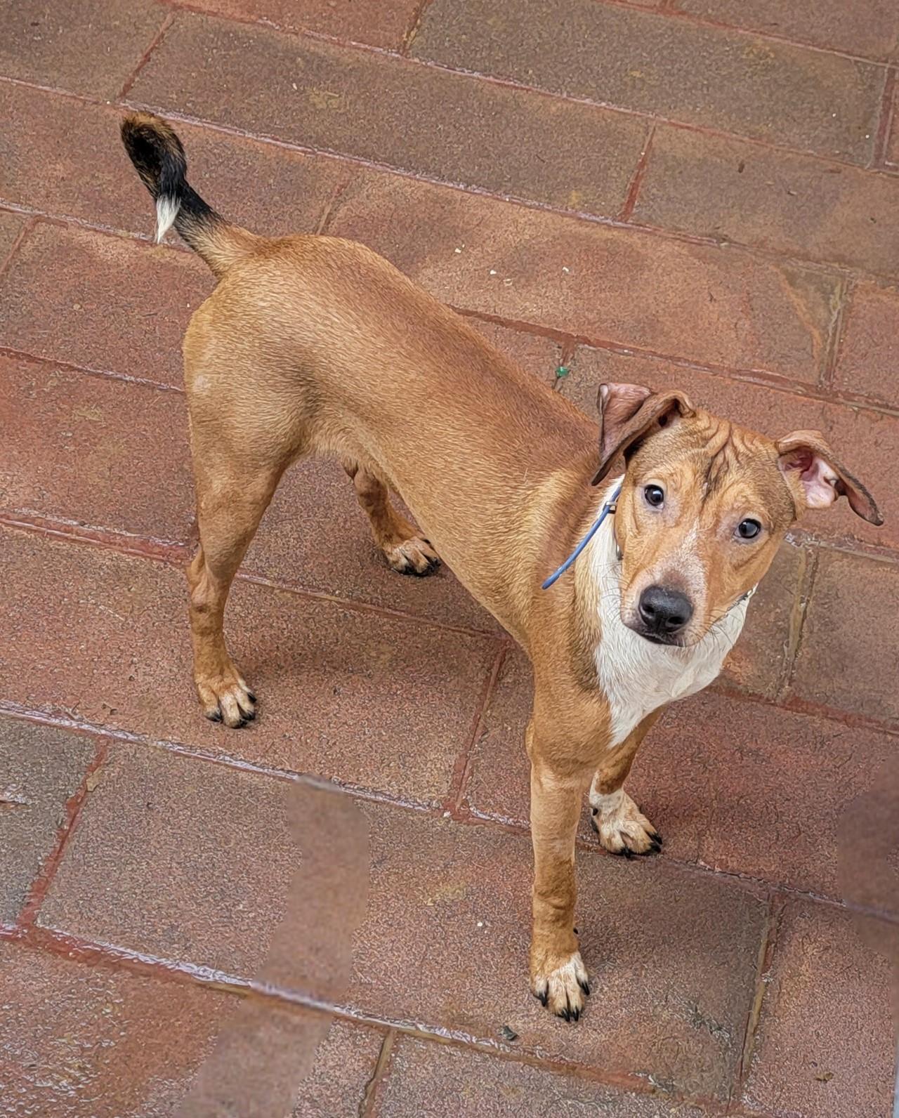 Enlarge Bobby, a Adoptable mixed breed in San Francisco, CA image 2/2