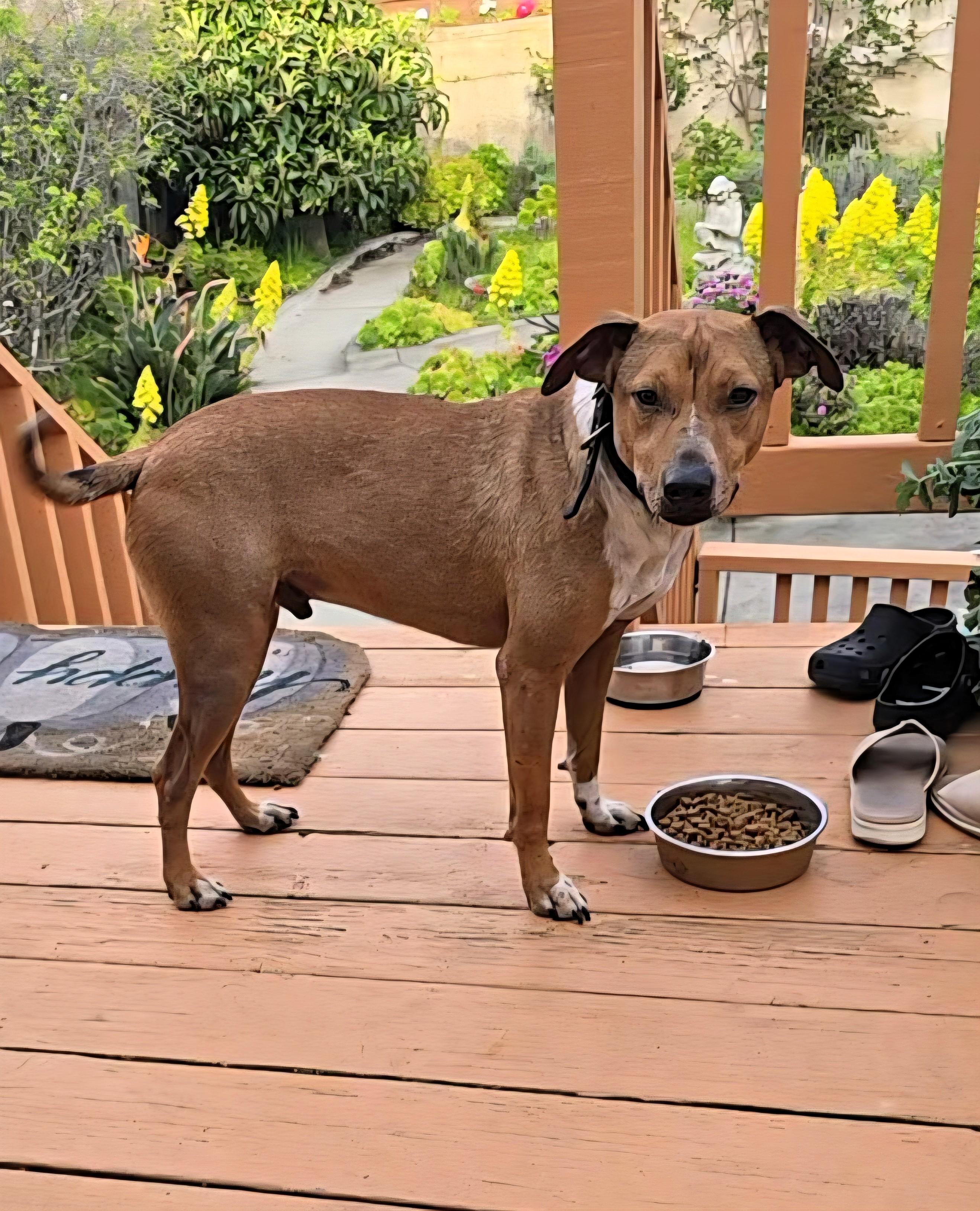 Enlarge Bobby, a Adoptable mixed breed in San Francisco, CA image 1/4