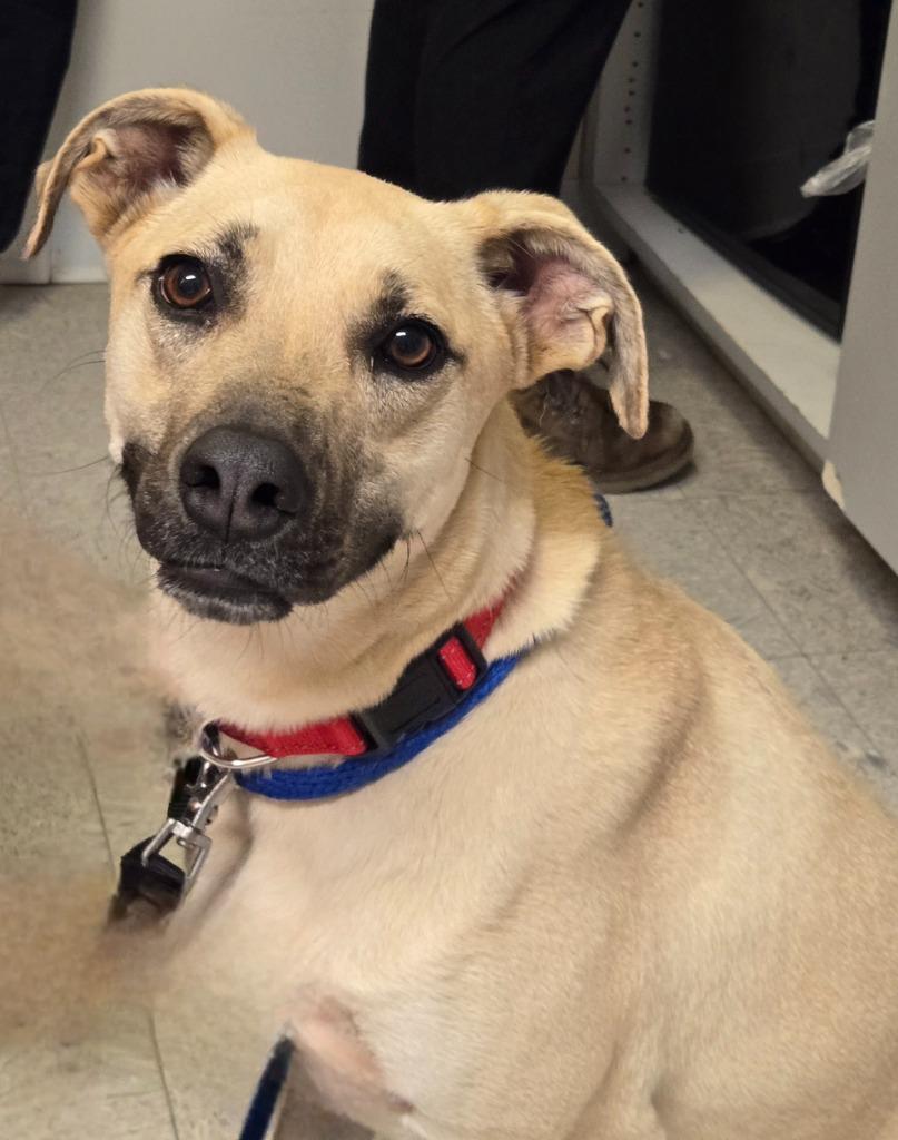 Enlarge TOPAZ, a Adoptable mixed breed in Sandusky, OH image 1/2