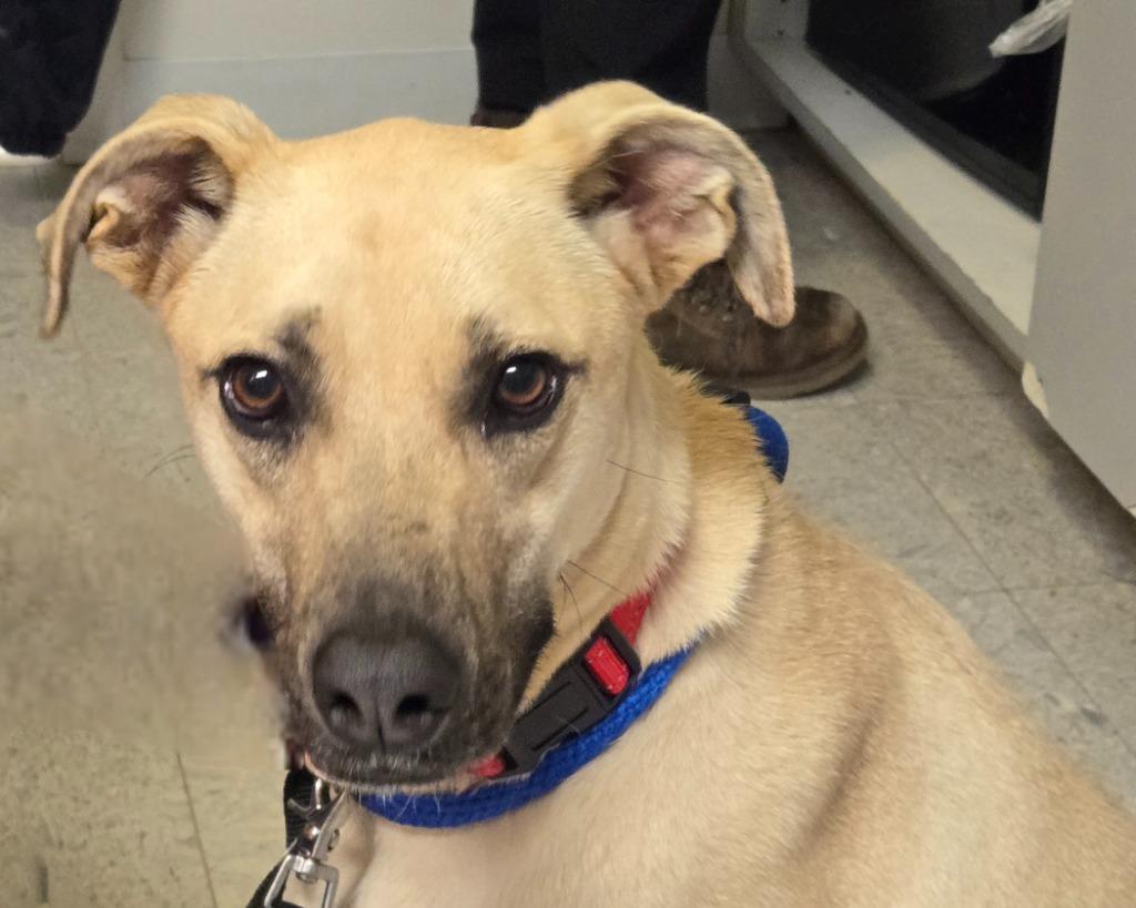 Enlarge TOPAZ, a Adoptable mixed breed in Sandusky, OH image 2/2