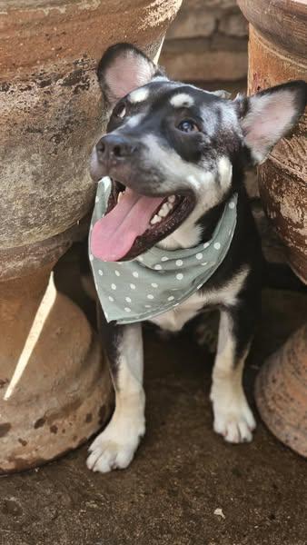 Lenny available at Charlie's Little Dog House