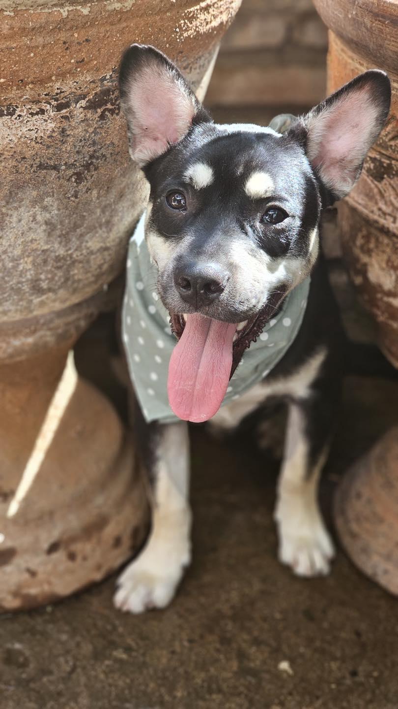 Lenny available at Charlie's Little Dog House