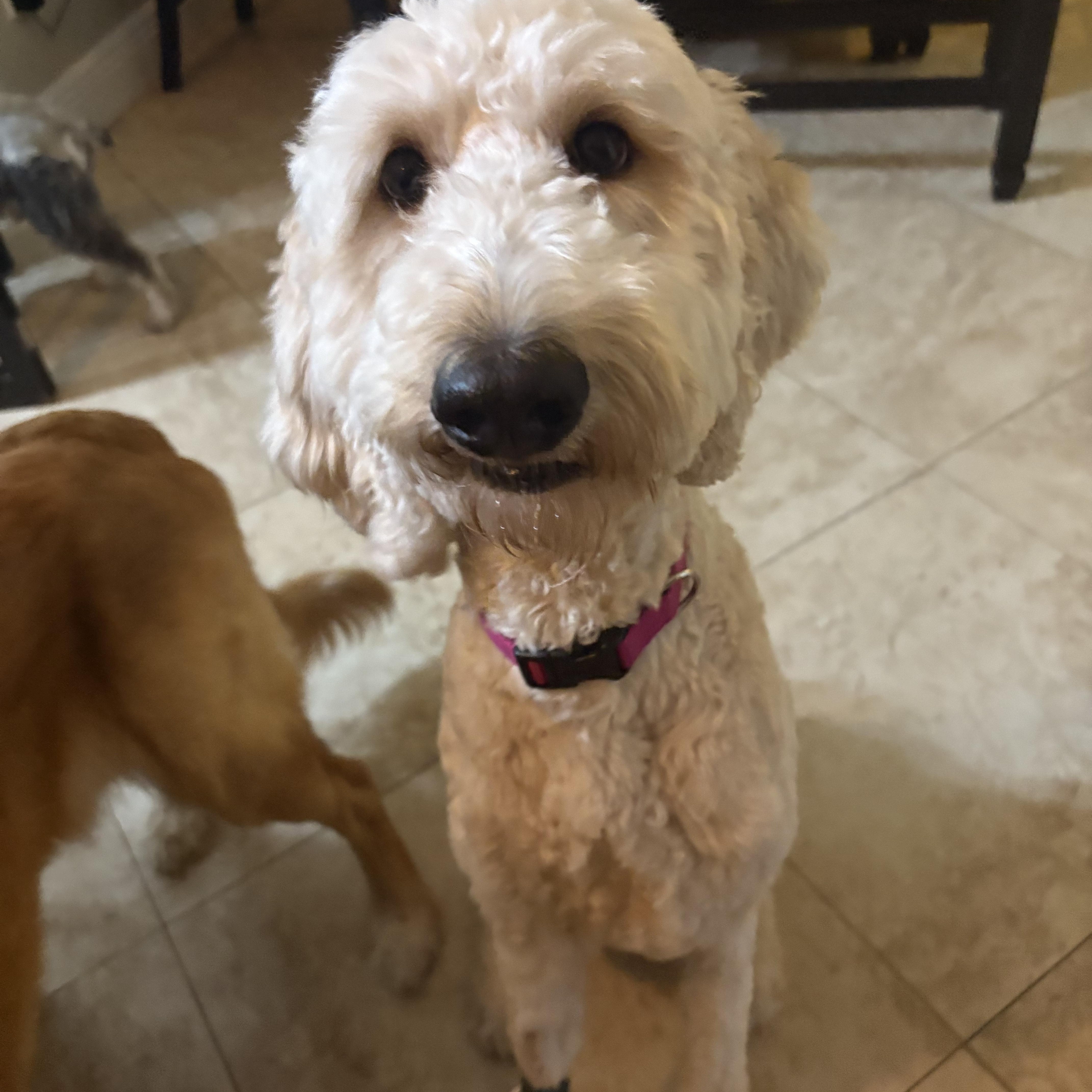 Myles, ADOPTABLE, Young Male Goldendoodle.