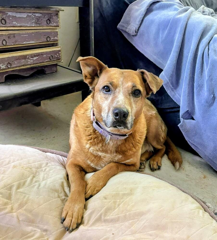 Peach, Adoptable, Senior Female Australian Cattle Dog / Blue Heeler & Mixed Breed.