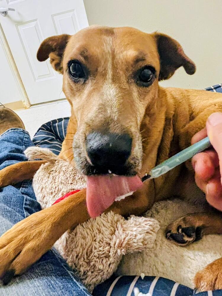 Enlarge Peach, a Adoptable mixed breed in Denver , CO image 2/5