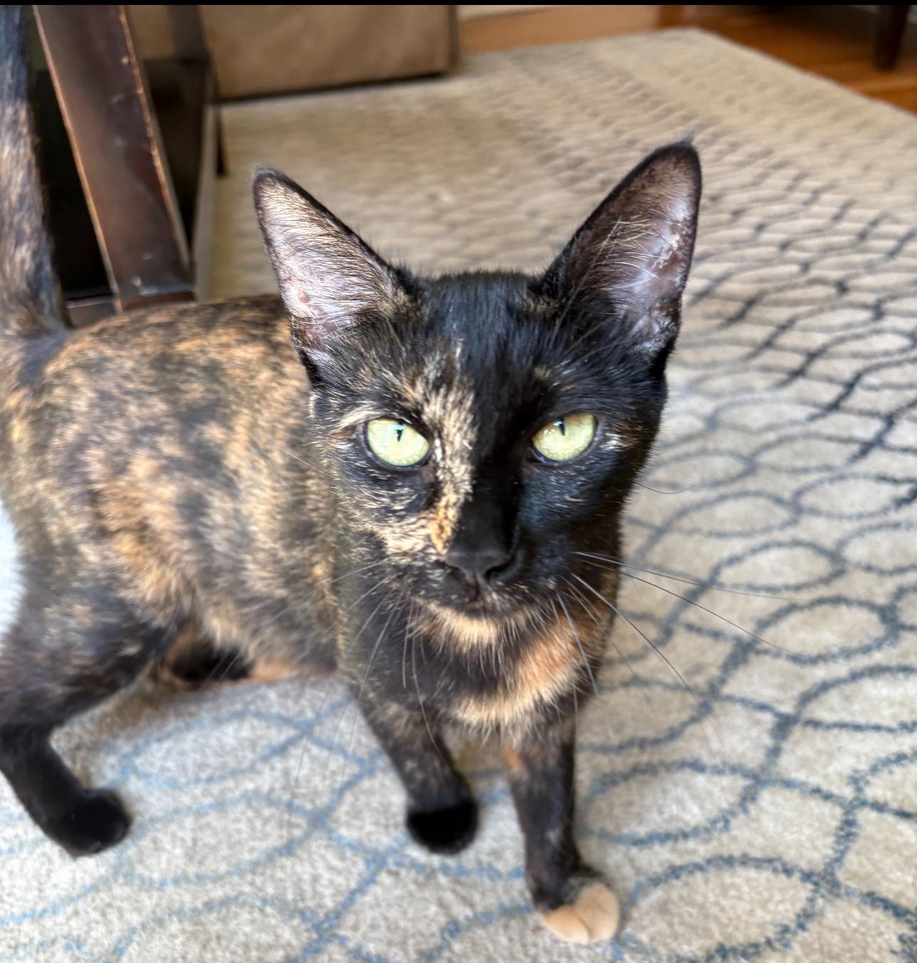 Iris - sweet and gentle