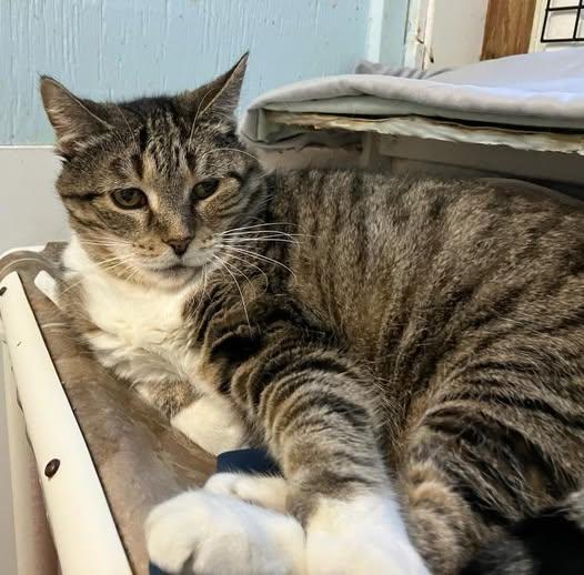 Enlarge Rose, a ADOPTABLE Domestic Short Hair in Midland, MI image 1/1