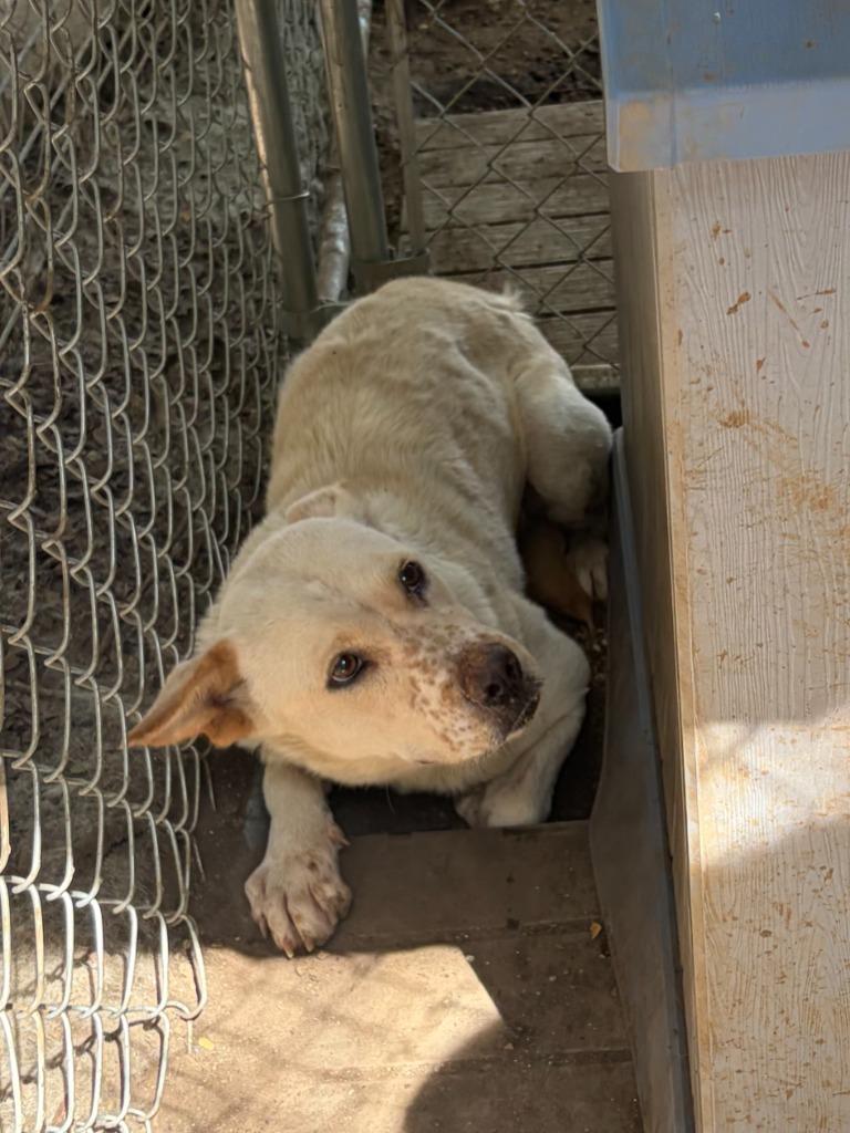 Enlarge Fidler - N/ Nevada, a Adoptable mixed breed in Lockhart, TX image 1/5