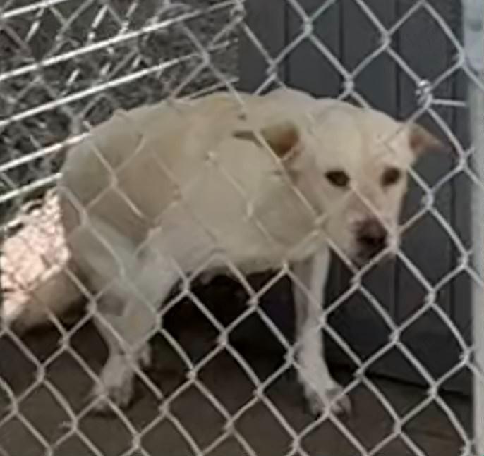 Enlarge Fidler - N/ Nevada, a Adoptable mixed breed in Lockhart, TX image 2/5