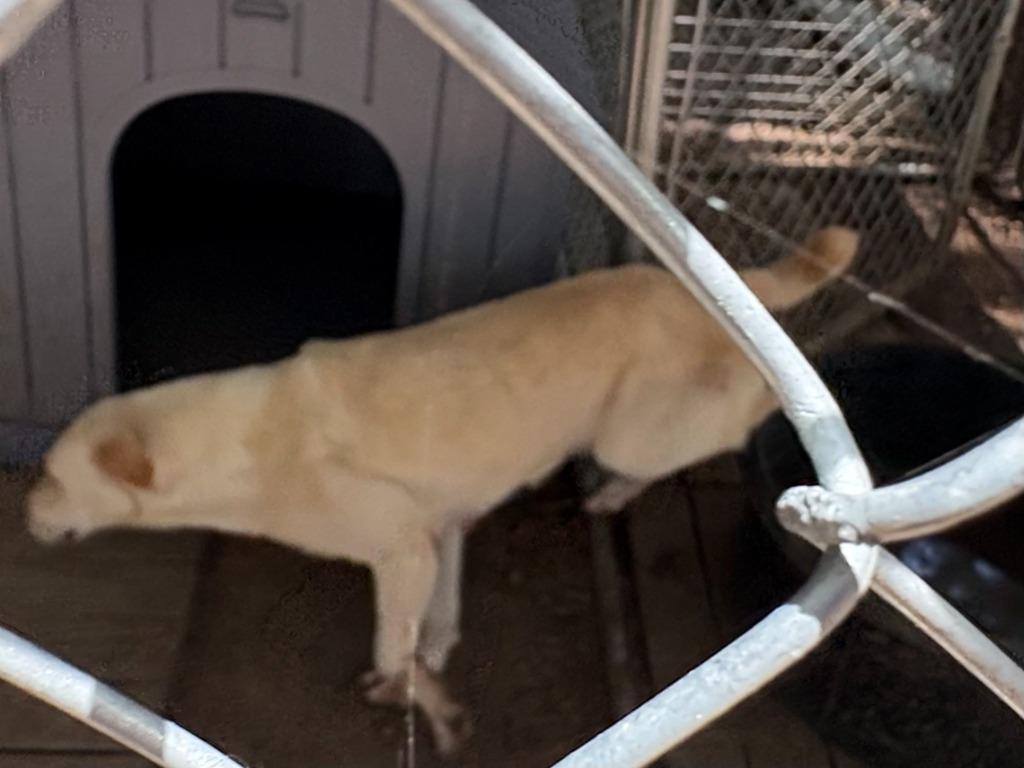 Enlarge Fidler - N/ Nevada, a Adoptable mixed breed in Lockhart, TX image 3/5