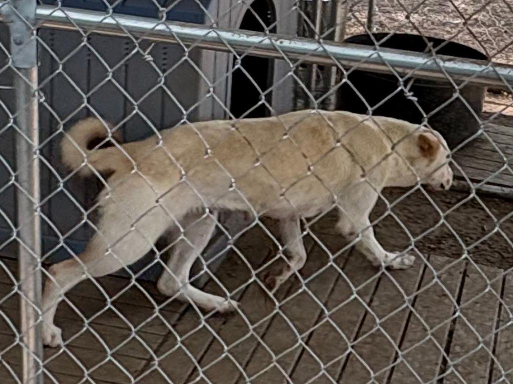 Enlarge Fidler - N/ Nevada, a Adoptable mixed breed in Lockhart, TX image 5/5