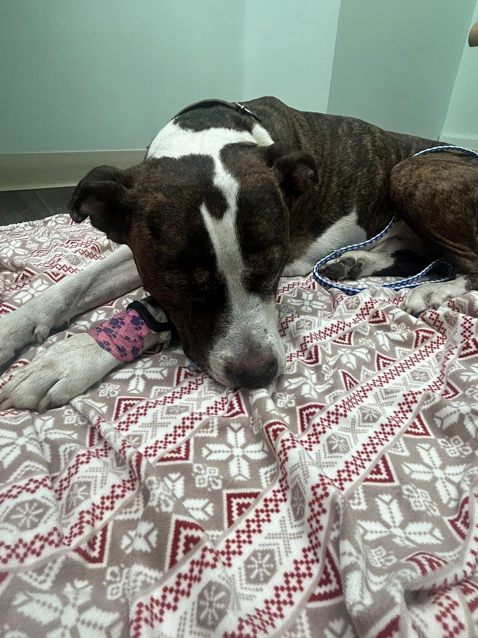 Cooper, ADOPTABLE, Adult Male Pit Bull Terrier.