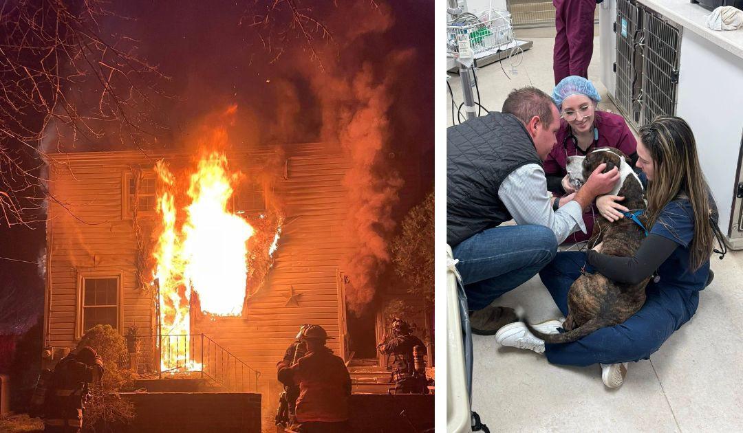 Enlarge Cooper, a ADOPTABLE Pit Bull Terrier in Richboro, PA image 2/4