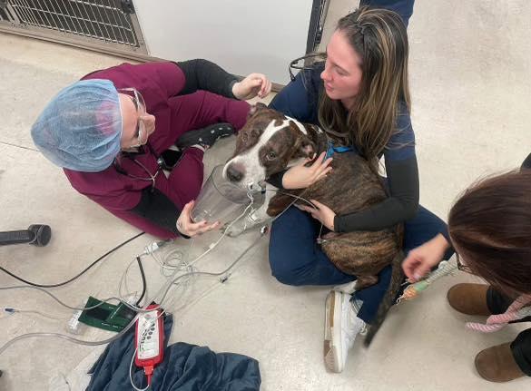 Cooper, ADOPTABLE, Adult Male Pit Bull Terrier.