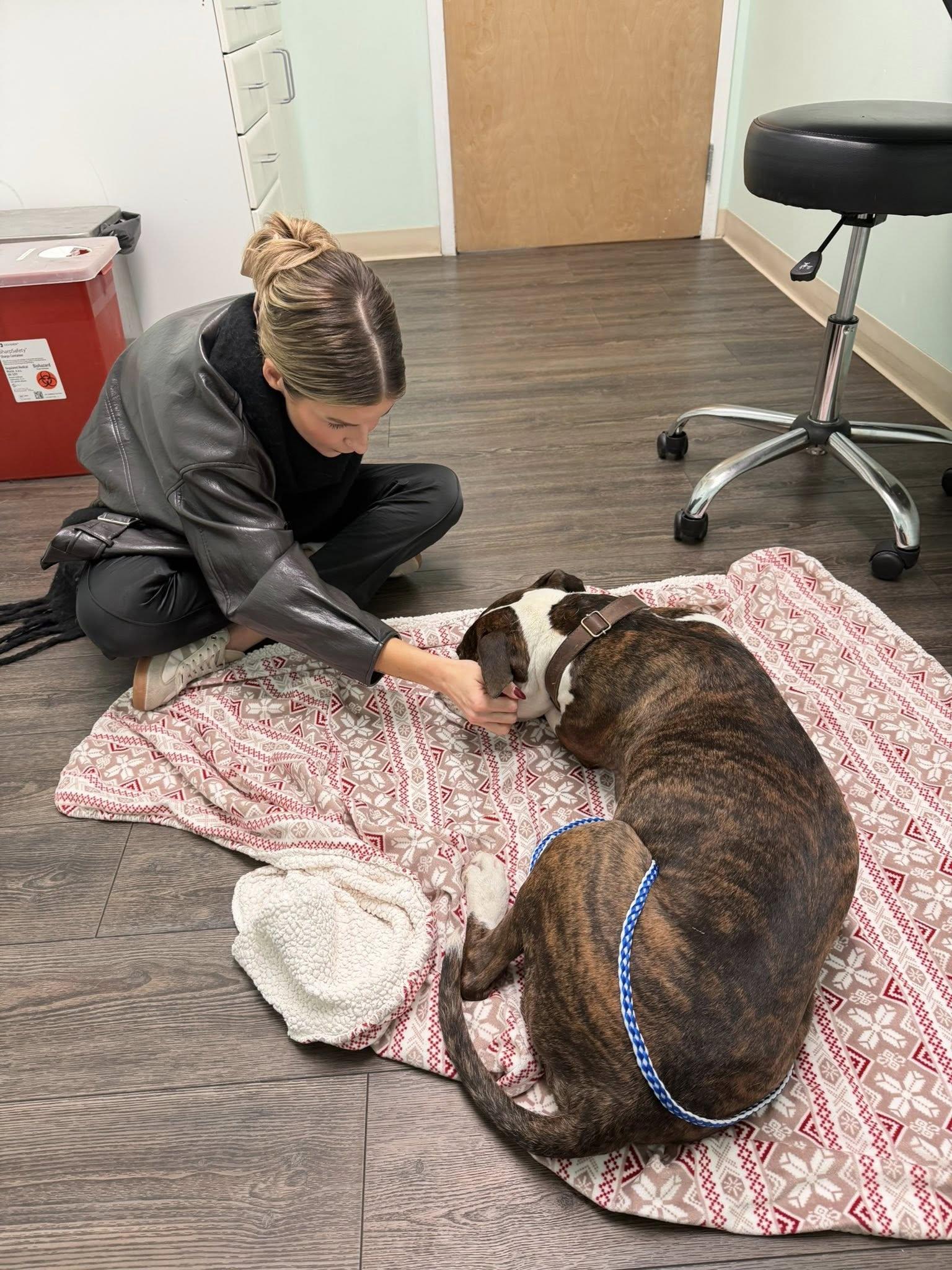 Enlarge Cooper, a ADOPTABLE Pit Bull Terrier in Richboro, PA image 4/4