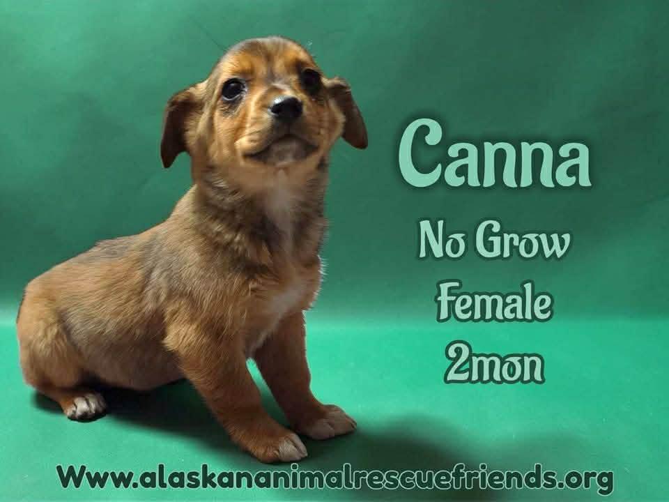 Enlarge Canna, a Adoptable mixed breed in Anchorage, AK image 1/1