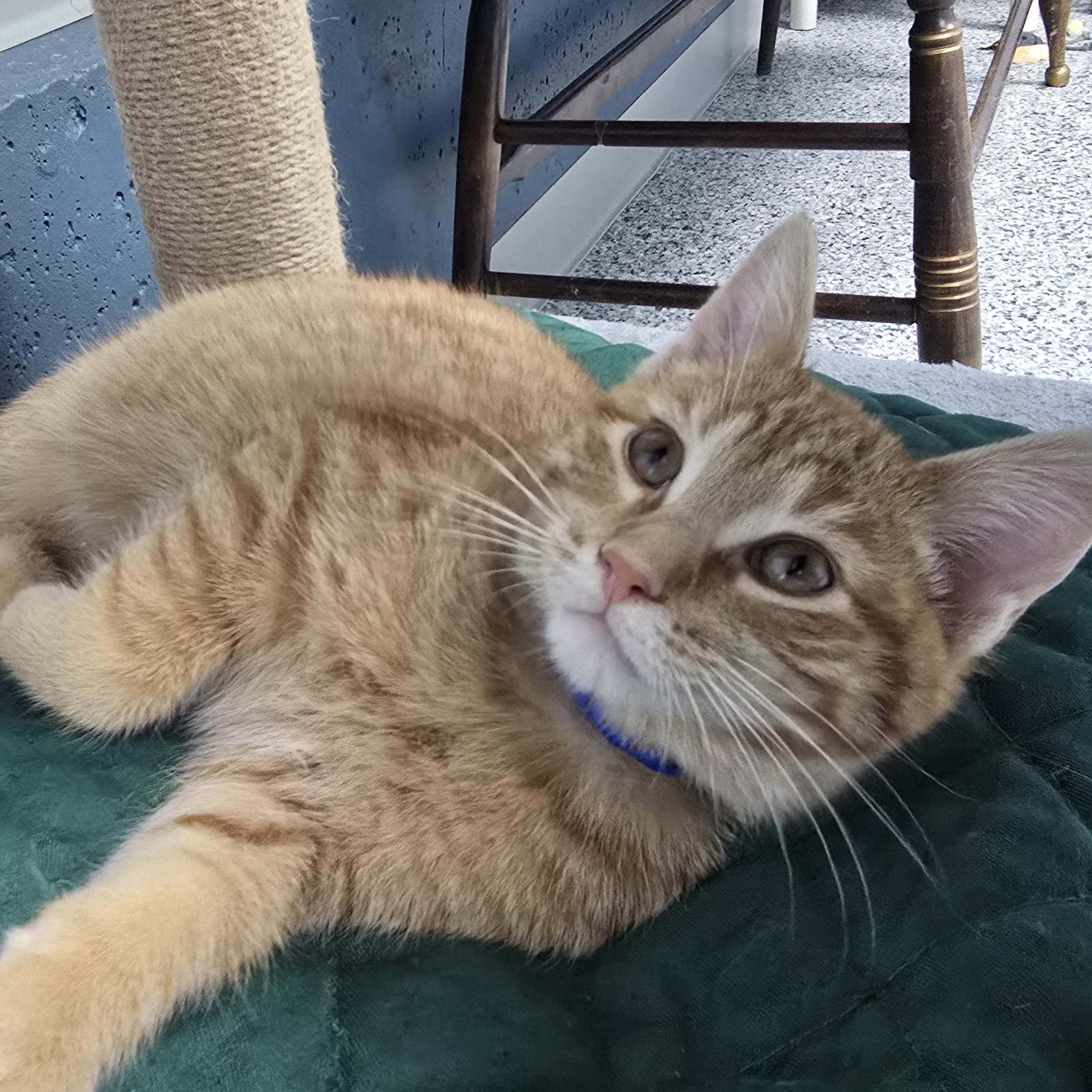 Clifford, ADOPTABLE, Kitten Male Domestic Short Hair.