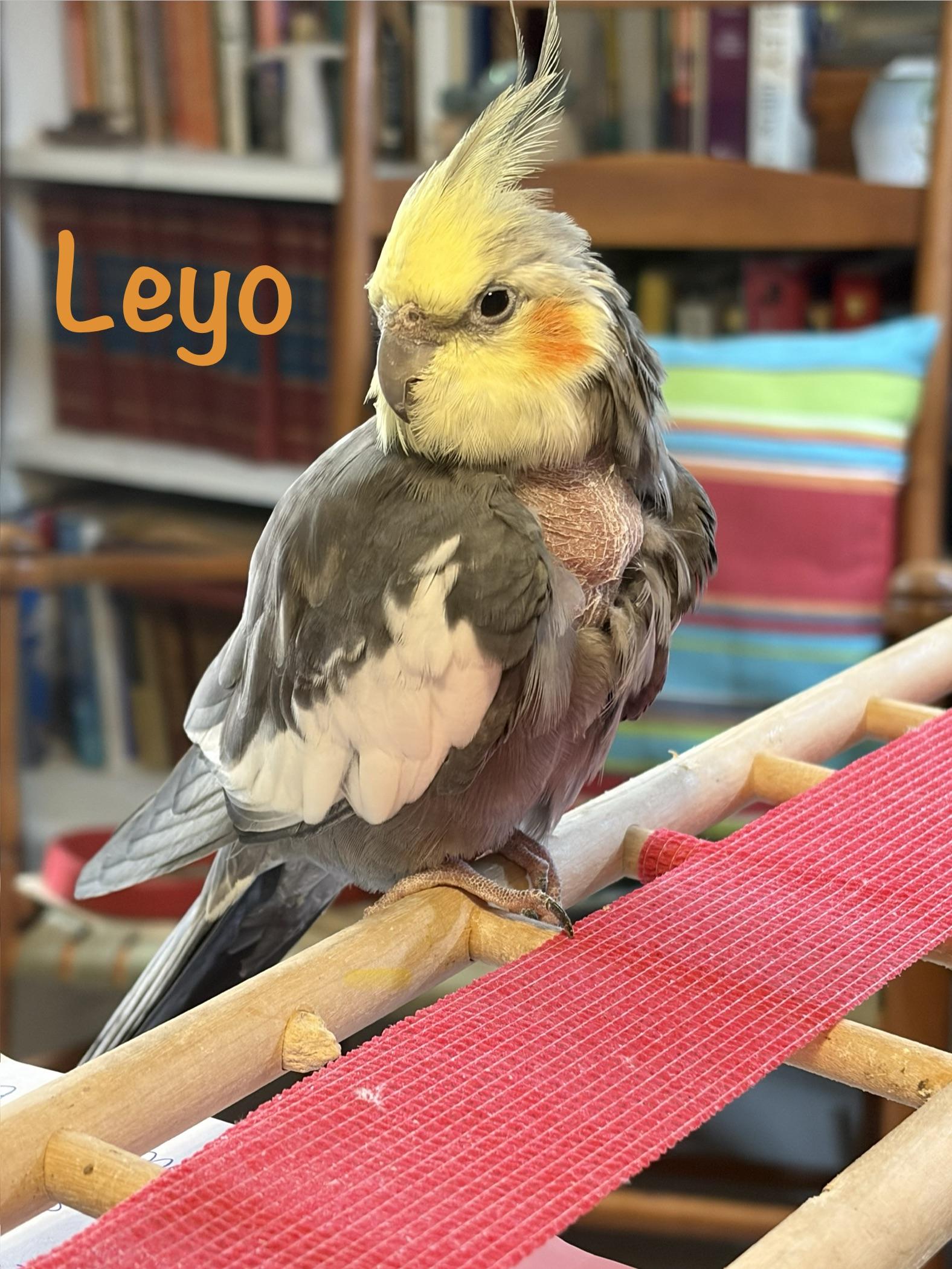 Leyo, Adoptable, Young Unknown Cockatiel.