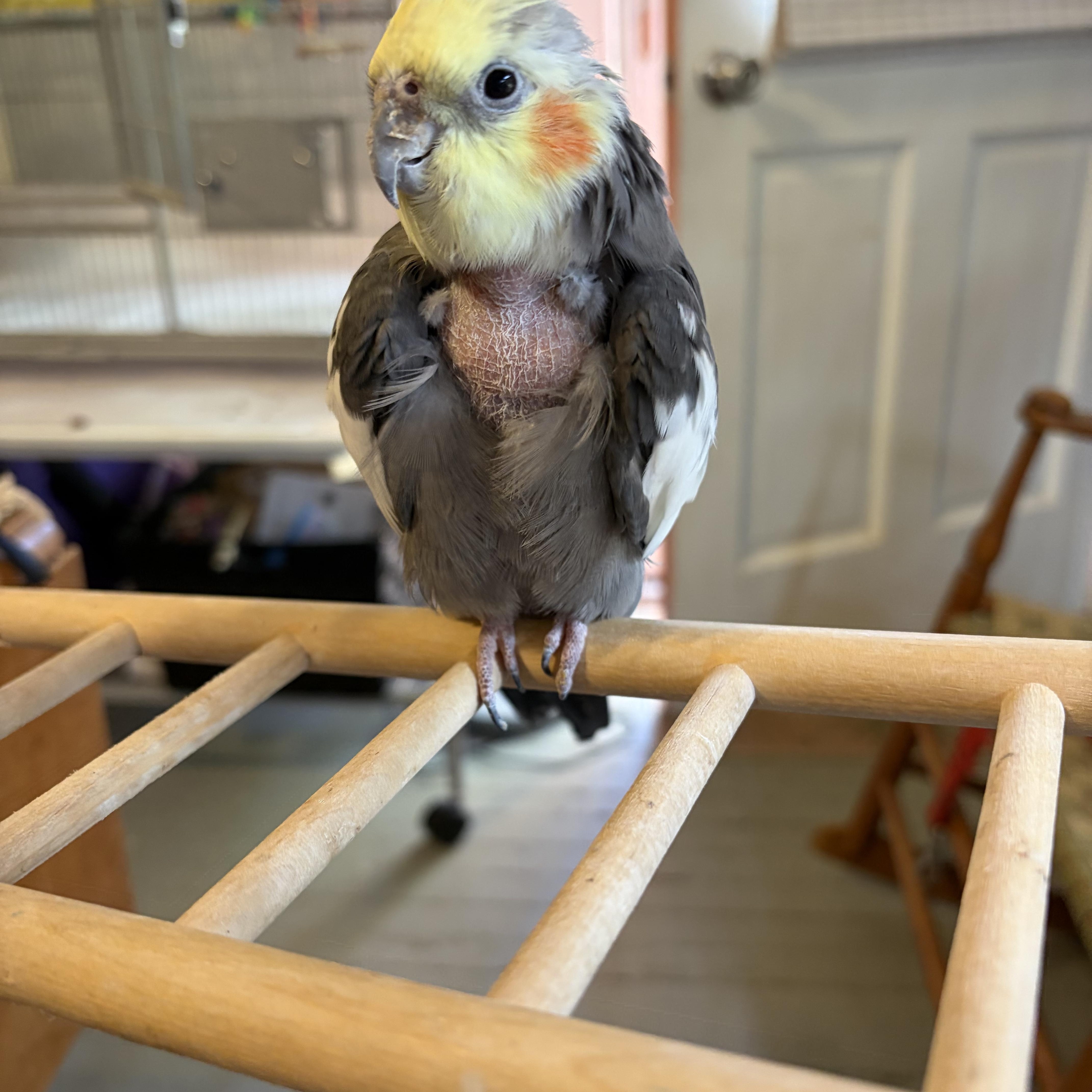 Enlarge Leyo, a Adoptable Cockatiel in Babson Park, FL image 2/3