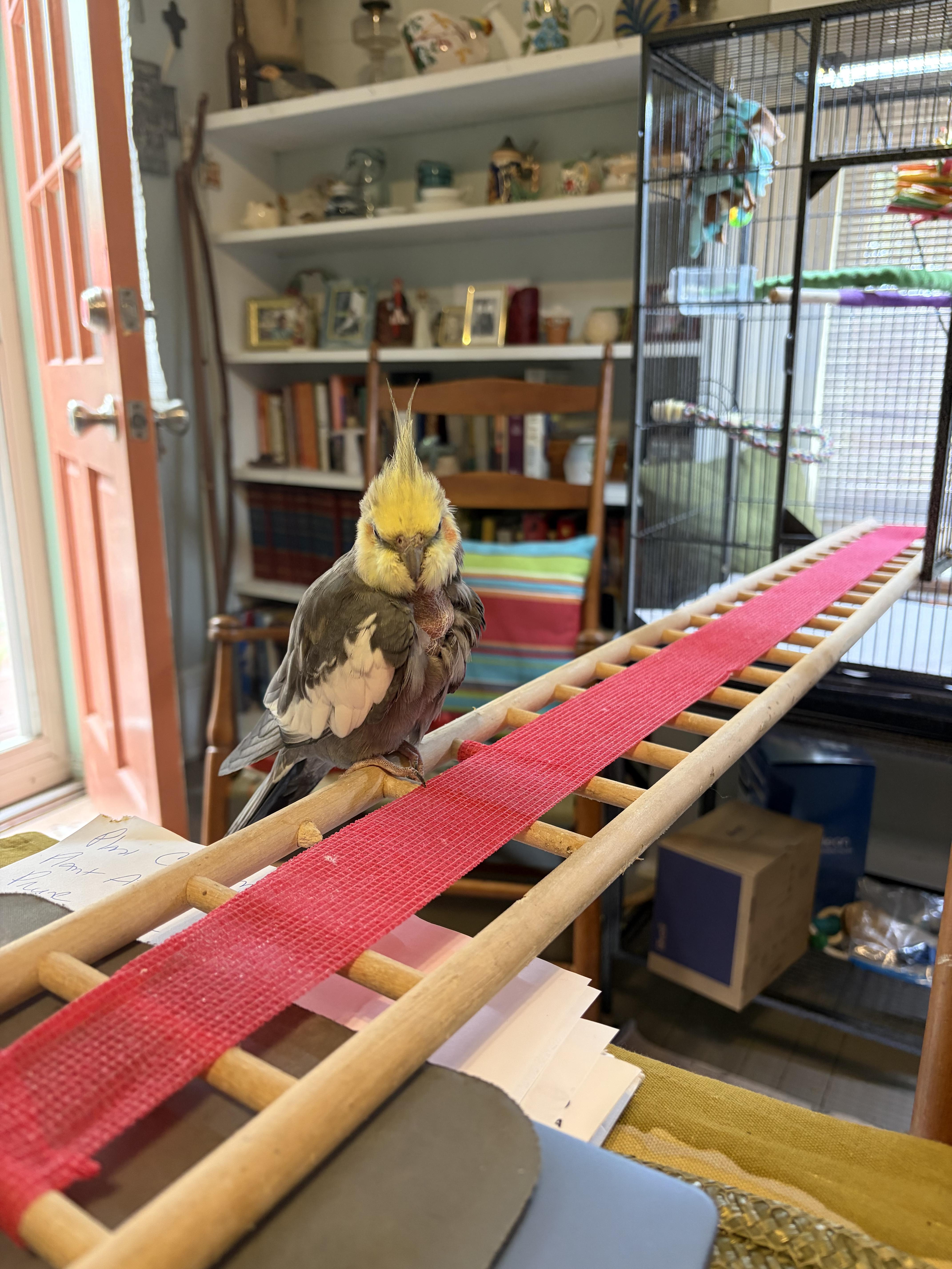 Enlarge Leyo, a Adoptable Cockatiel in Babson Park, FL image 3/3