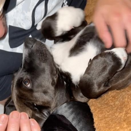 Kumquat Citrus — thumbnail 4