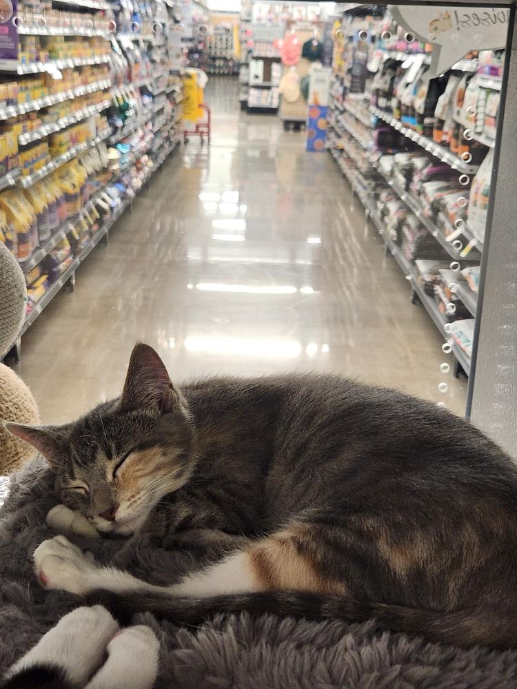 Brigitte, Adoptable, Kitten Female Domestic Short Hair.