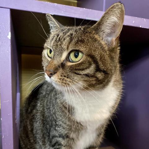 Enlarge Snow White, a Adoptable Domestic Short Hair in Davie, FL image 1/11