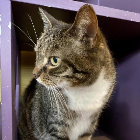 Enlarge Snow White, a Adoptable Domestic Short Hair in Davie, FL image 2/11