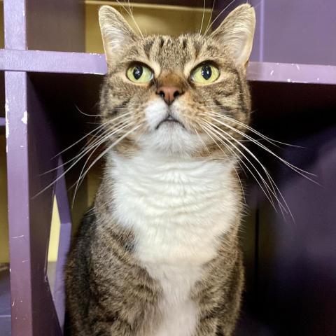 Enlarge Snow White, a Adoptable Domestic Short Hair in Davie, FL image 3/11