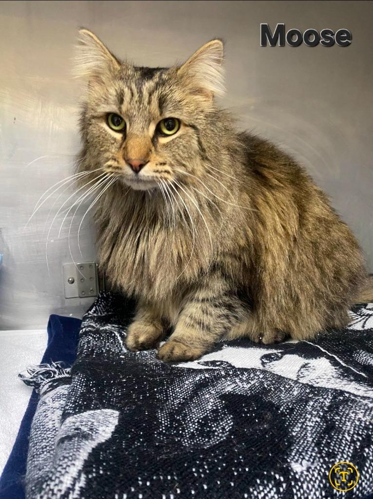 Moose, Adoptable, Adult Male Maine Coon.