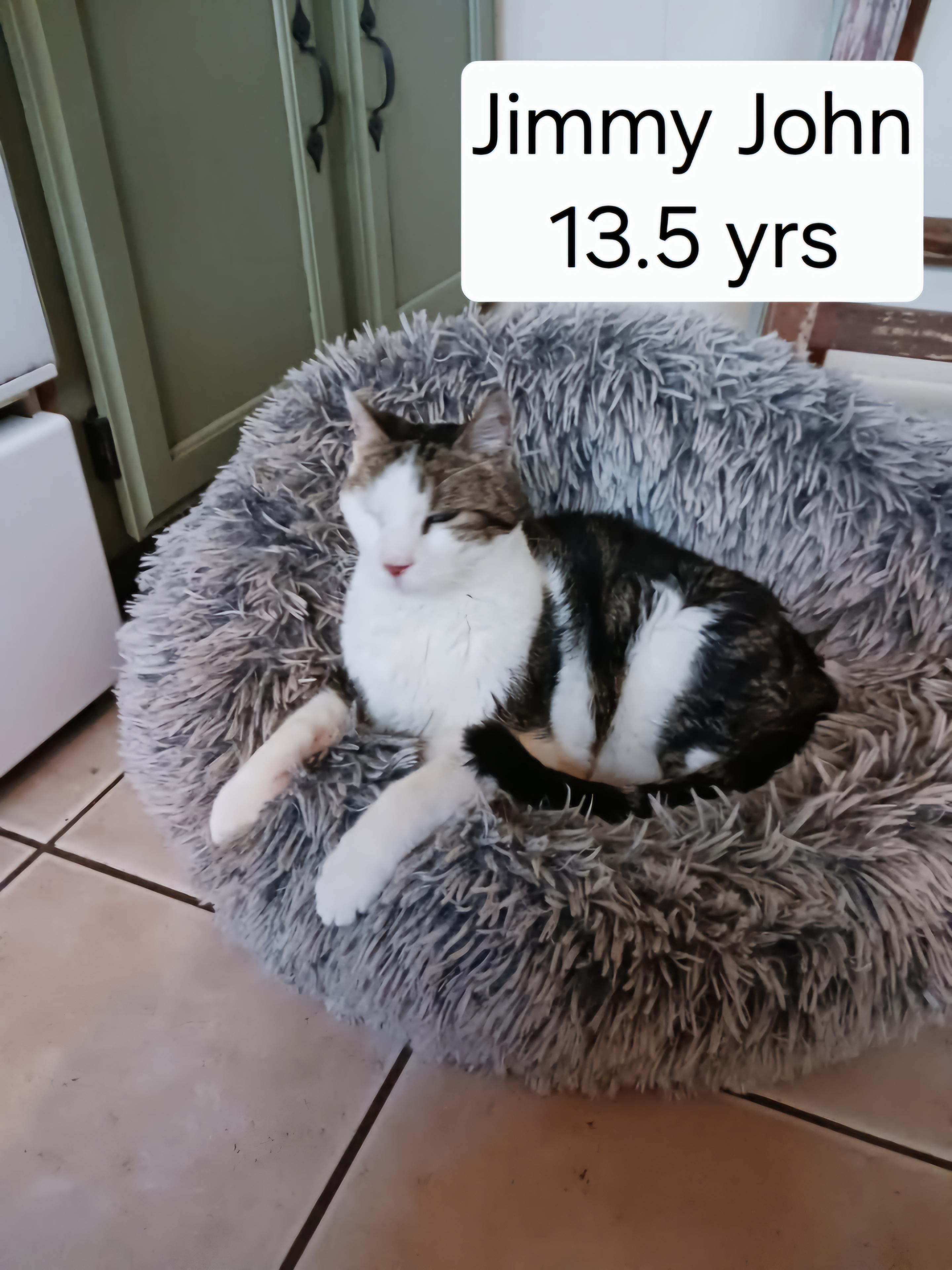 Jimmy John, Adoptable, Senior Male Domestic Short Hair.