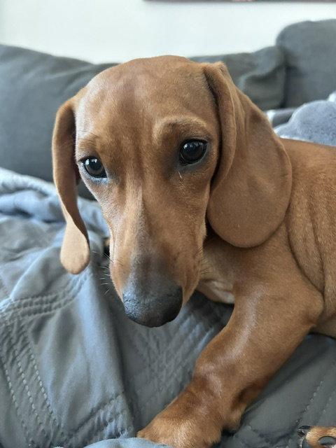 Maddie San Diego, Adoptable, Puppy Female Dachshund.