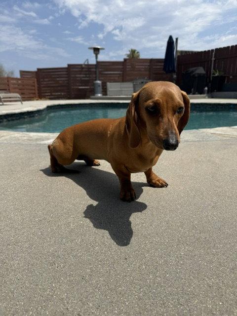 Maddie San Diego, a Adoptable Dachshund in Los Angeles, CA image 2/3