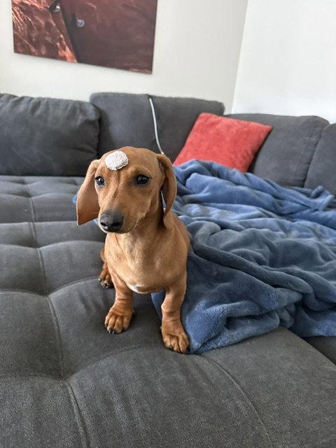Maddie San Diego, a Adoptable Dachshund in Los Angeles, CA image 3/3
