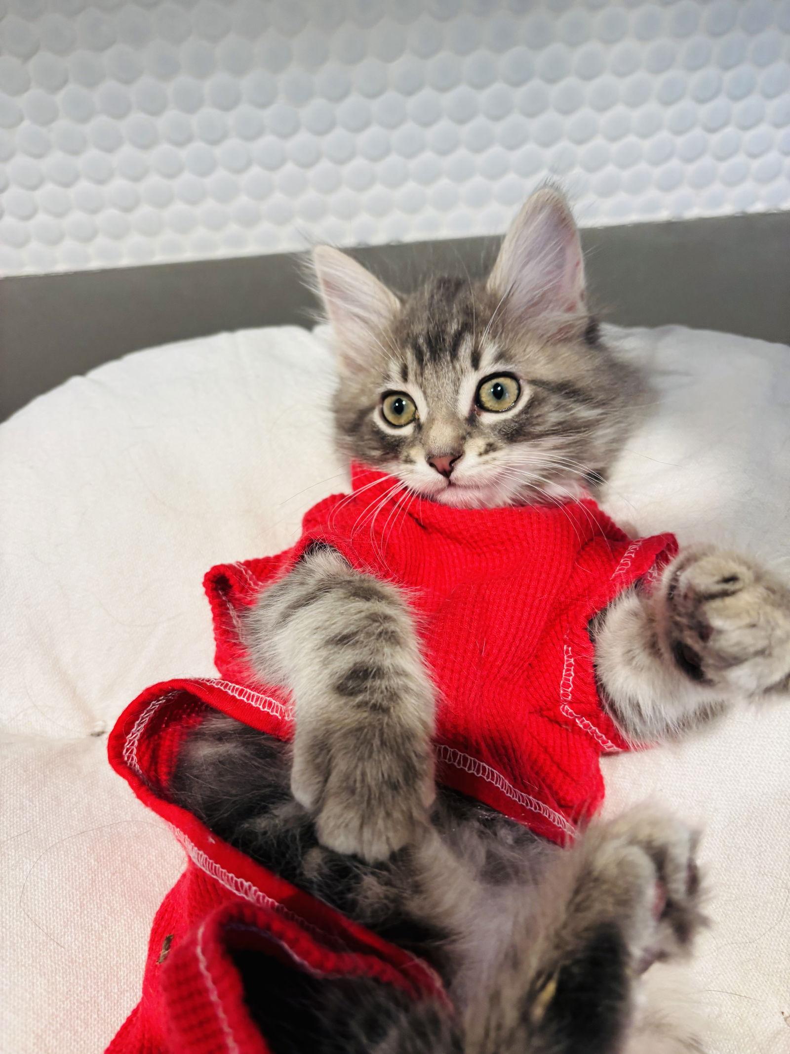 Peter, Adopted, Kitten Male Domestic Medium Hair.